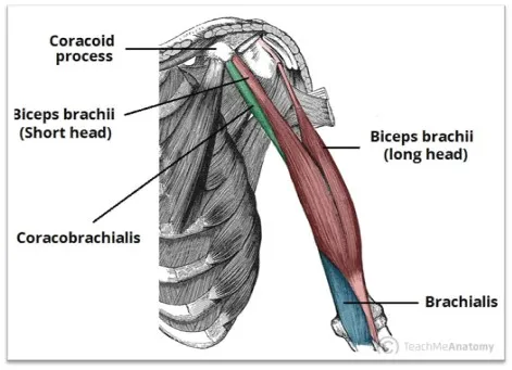 Anatomija dijelova bicepsa