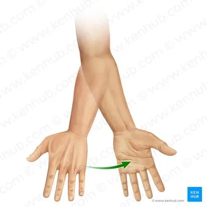 Supinacija podlaktice biceps